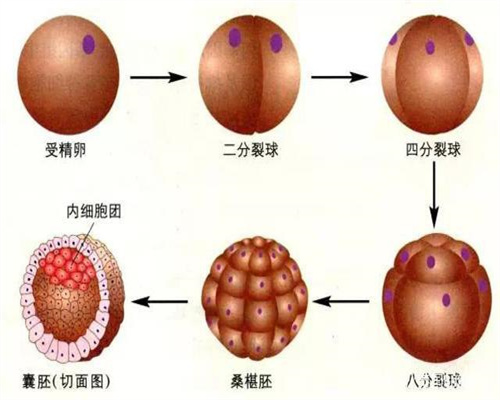 <b>捐卵怎么生_第三方助孕的孩子_天津哪家医院做试管婴儿？促排期间的作息如何</b>