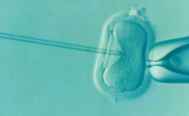 试管龙凤胎容易成活吗_试管可以选择胚胎性别吗_【石家庄医院做供卵试管】三
